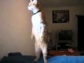 Stehende Katze / Standing Cat